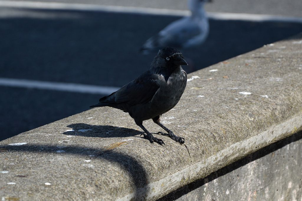 Uccelli dall''Irlanda